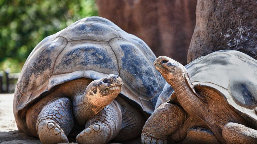 Galapagos islands travel tours